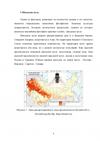 Особенности и борьба с вредителями зерновых культур: шведская муха и зеленоглазка Образец 64988