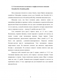 Особенности и борьба с вредителями зерновых культур: шведская муха и зеленоглазка Образец 64989