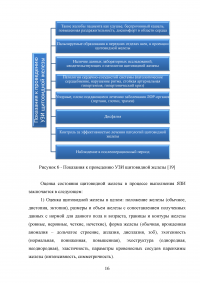 Ультразвуковкое исследование щитовидной железы Образец 98542