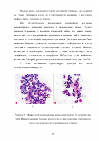 Кератит плотоядных животных в условиях клиники Образец 103628