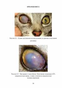 Кератит плотоядных животных в условиях клиники Образец 103638