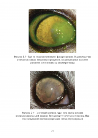 Кератит плотоядных животных в условиях клиники Образец 103639